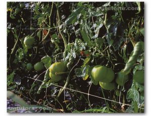 Tutorado en campo abierto con cultivo de tomate.