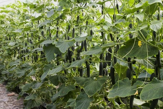 Cultivo de pepino en invernadero tutorado con malla espaldera.