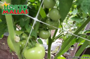 Malla tomatera de plástico en campos de tomate 