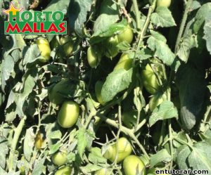 Planta de tomate en campo de cultivo